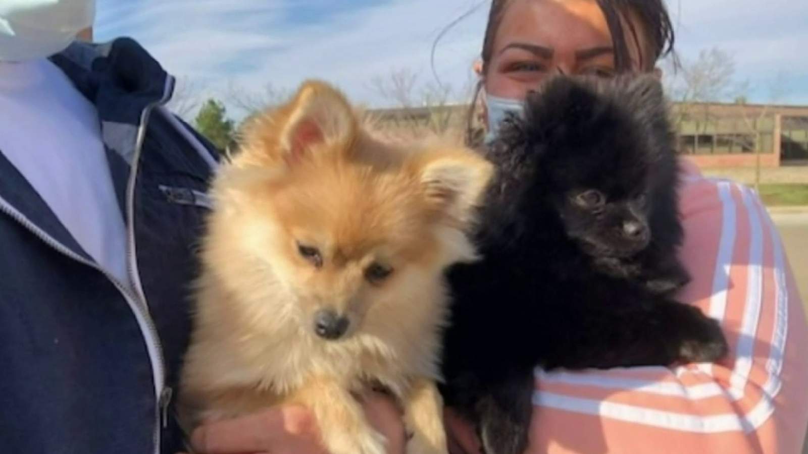 2 dogs stolen from vehicle in Troy found safe