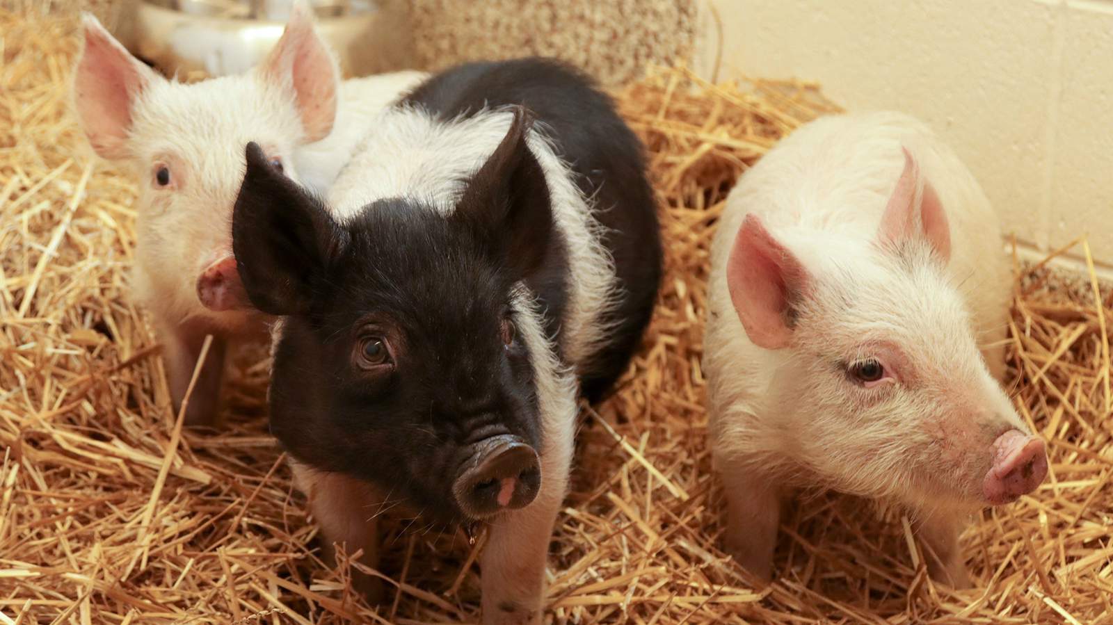 3 abandoned piglets rescued from Detroit’s Rouge Park