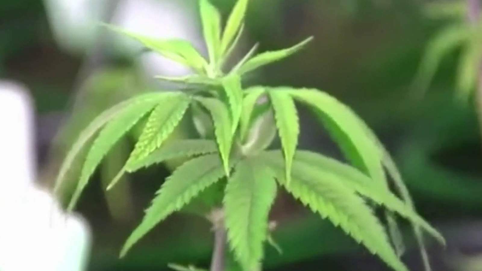 Detroit City Council approves adult use marijuana ordinance