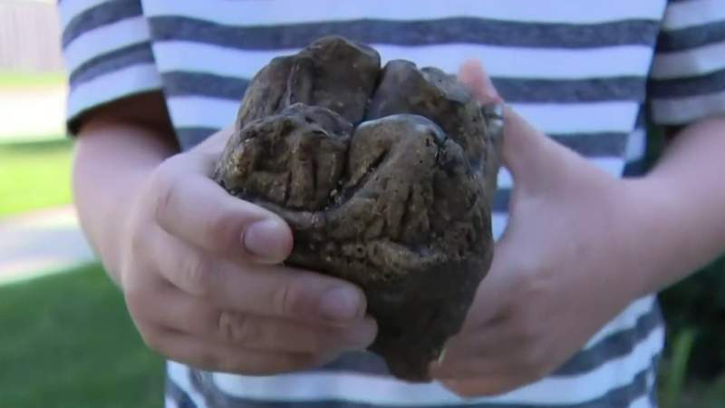 6-year-old boy finds historic mastodon tooth in Rochester Hills creek