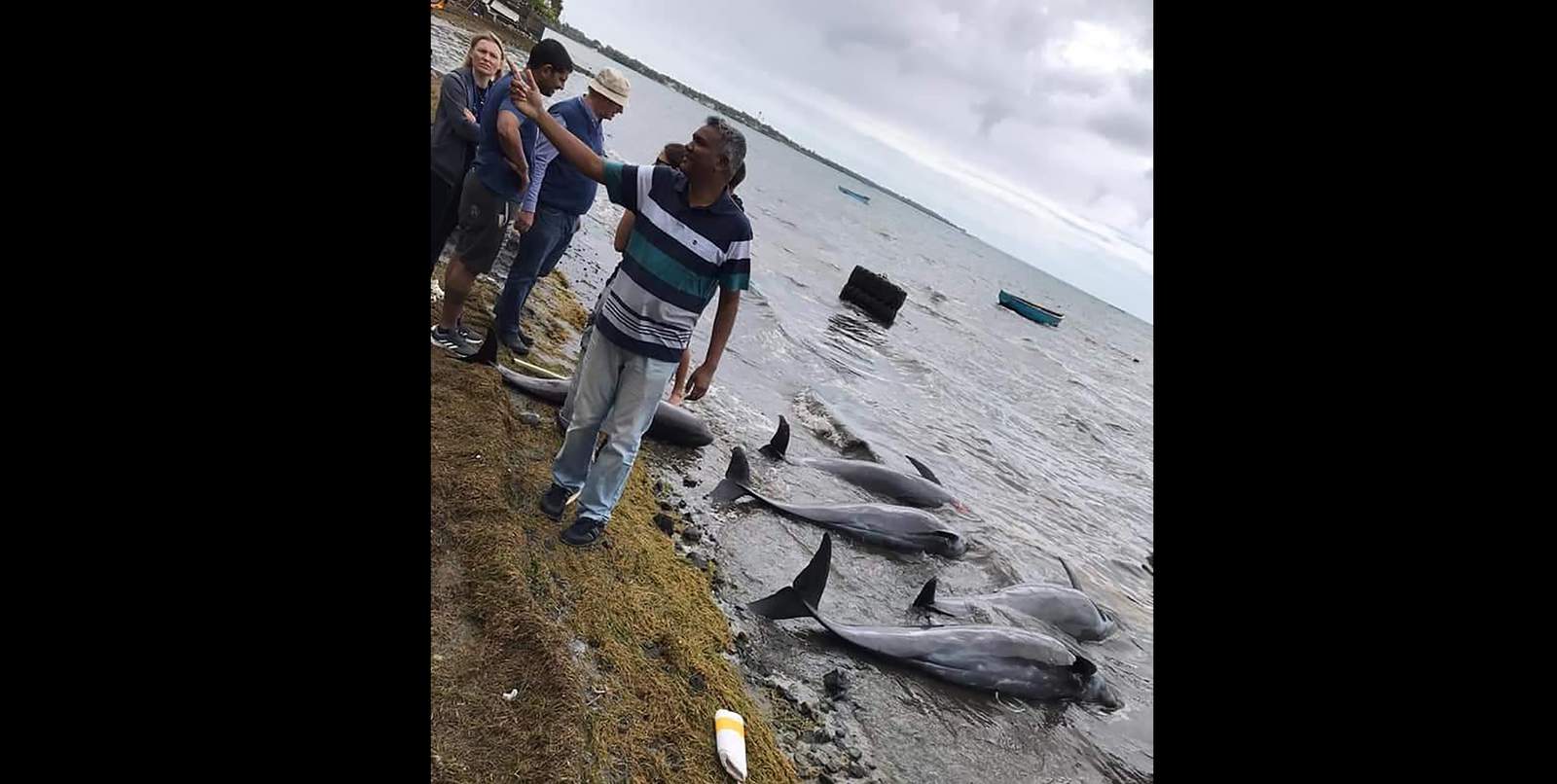 39 dolphins, 3 whales wash up on Mauritius after oil spill