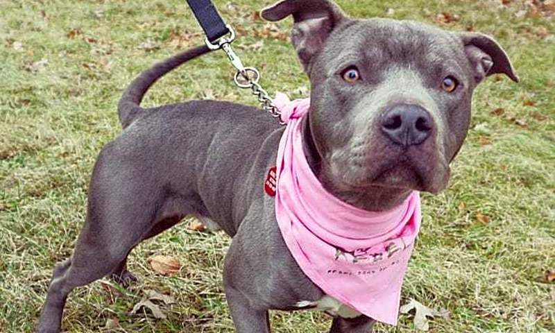 Looking to adopt a pet? Here are 7 delightful doggies to adopt now in Detroit