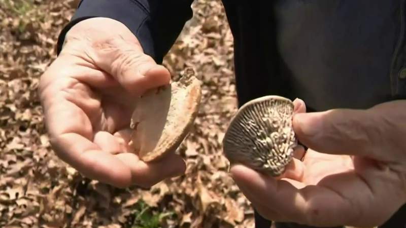 Mushroom hunting booms in Michigan amid pandemic