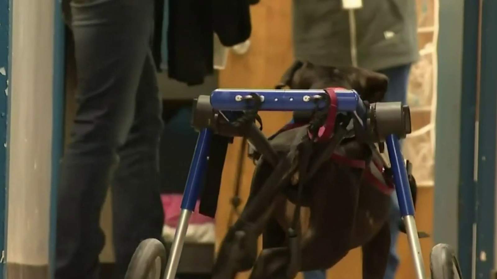 Detroit dog gets set of wheels to help her recover after being hit by car