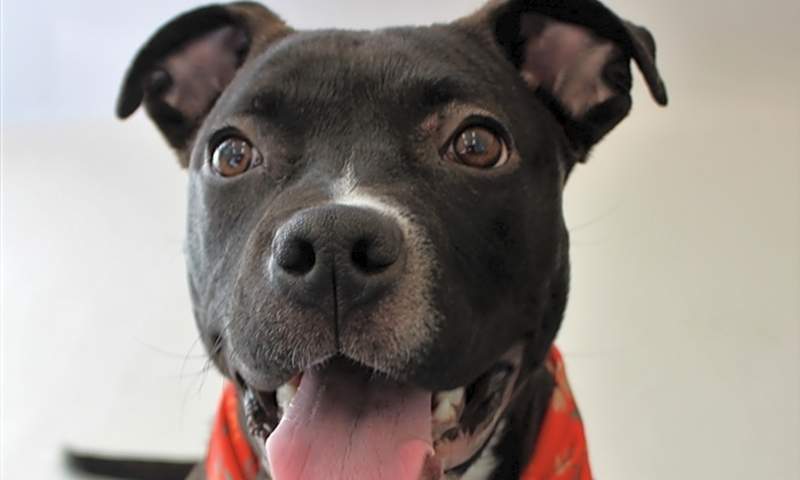 Want to adopt a pet? Here are 5 lovable pups to adopt now in Detroit