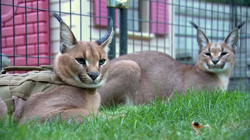 Royal Oak woman agrees to relocate 4 African caracal cats after multiple escapes