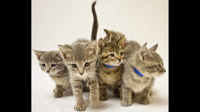 Michigan Humane Society Offering Model Year End Closeout Deals In Certified Pre Owned Cats Kittens