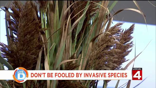 Don’t be fooled by invasive species