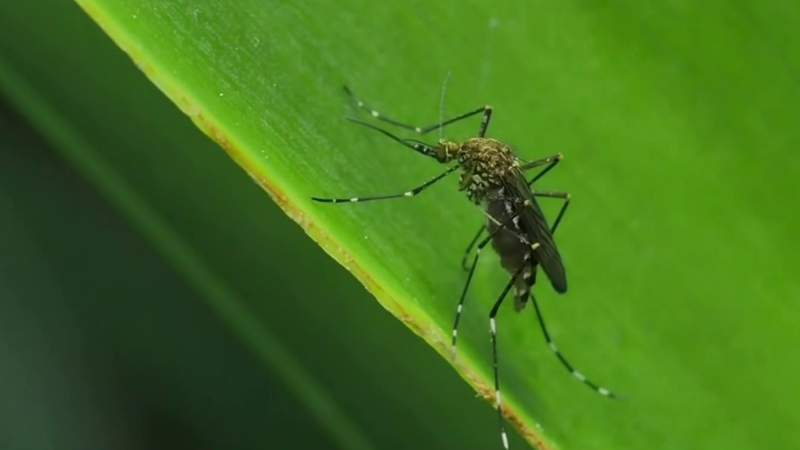 Officials confirm first mosquitoes carrying EEE found in Michigan this year