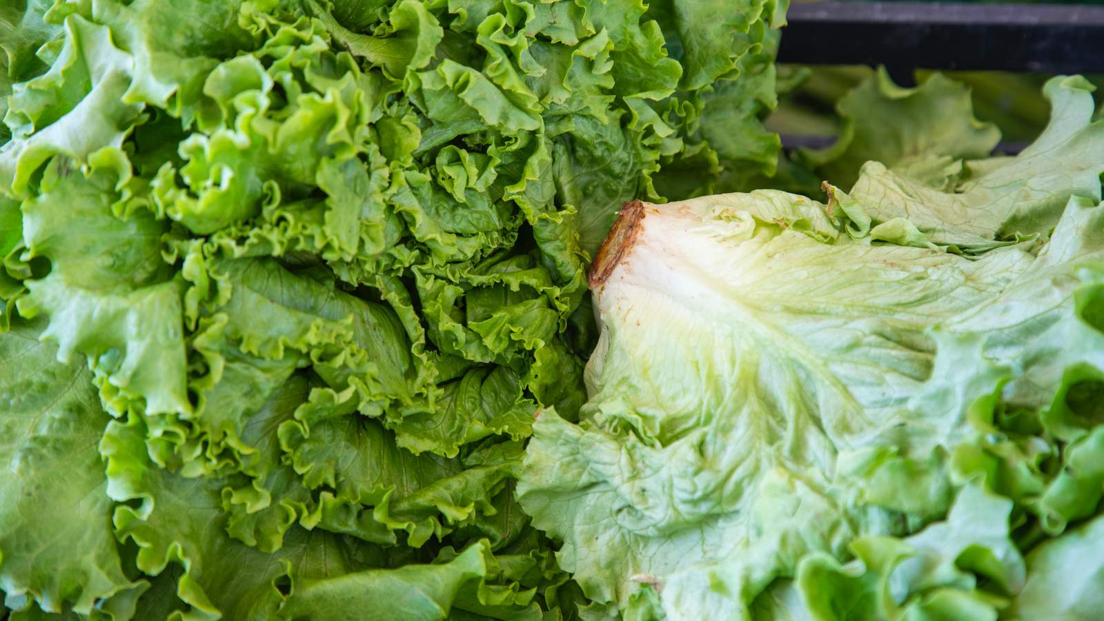 Romaine lettuce heads sold at Walmart stores test positive for E. coli