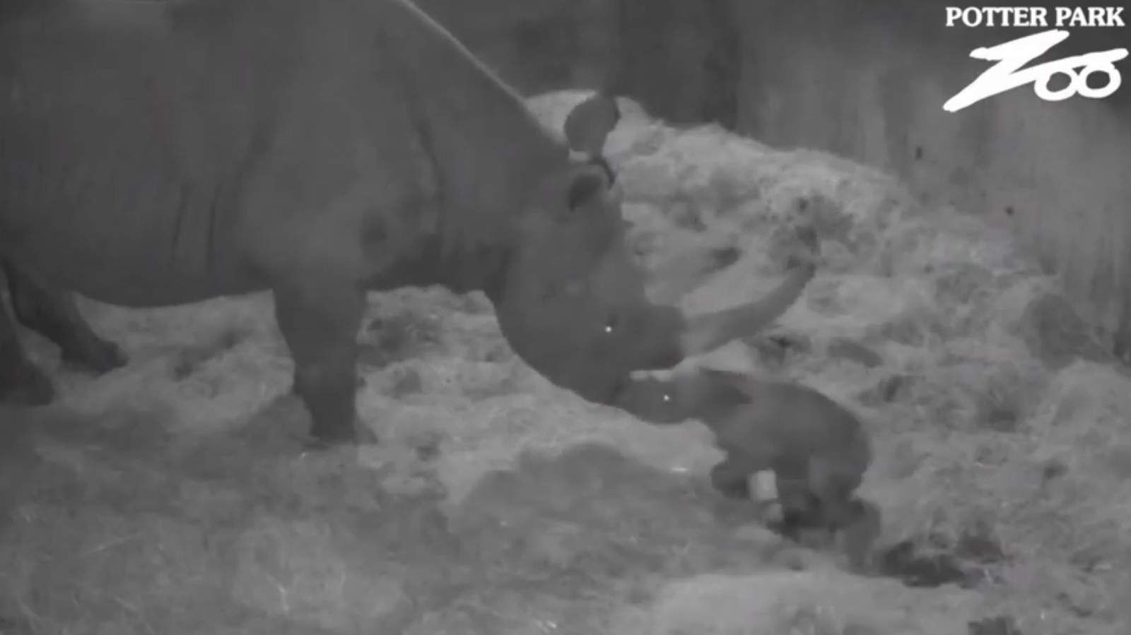 Potter Park Zoo celebrates birth of black rhino calf on Christmas Eve