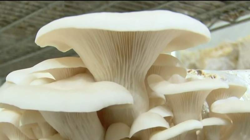 A spiritual moment led to selling divine mushrooms at Eastern Market