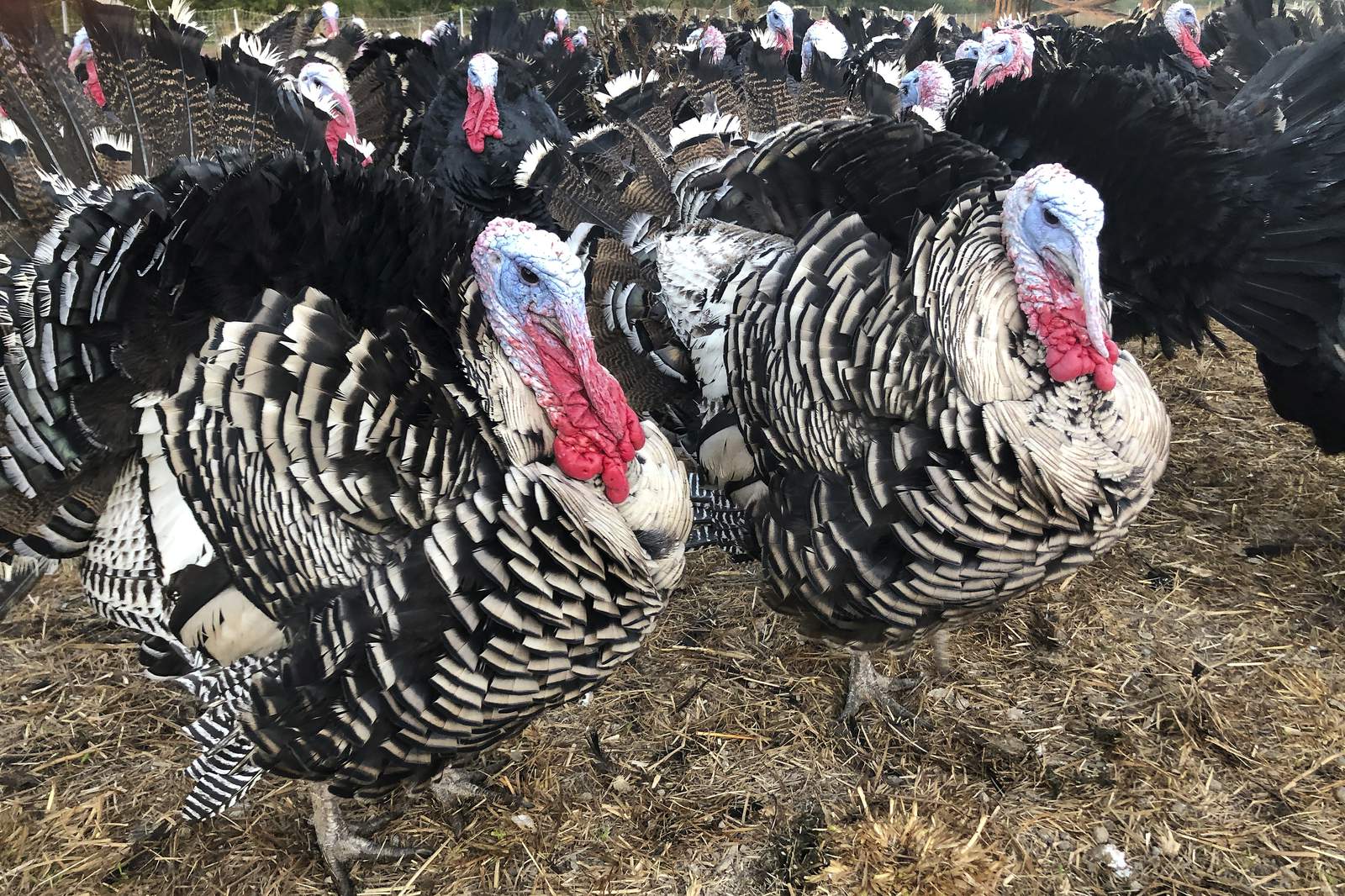 Thanksgiving feast or famine? Turkey industry left to guess