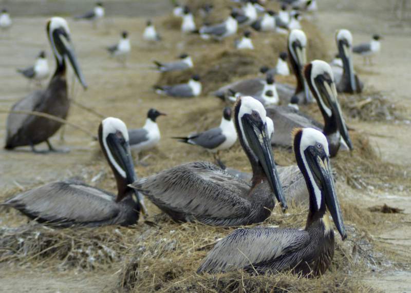 Louisiana: Restored nesting island wildly popular with birds