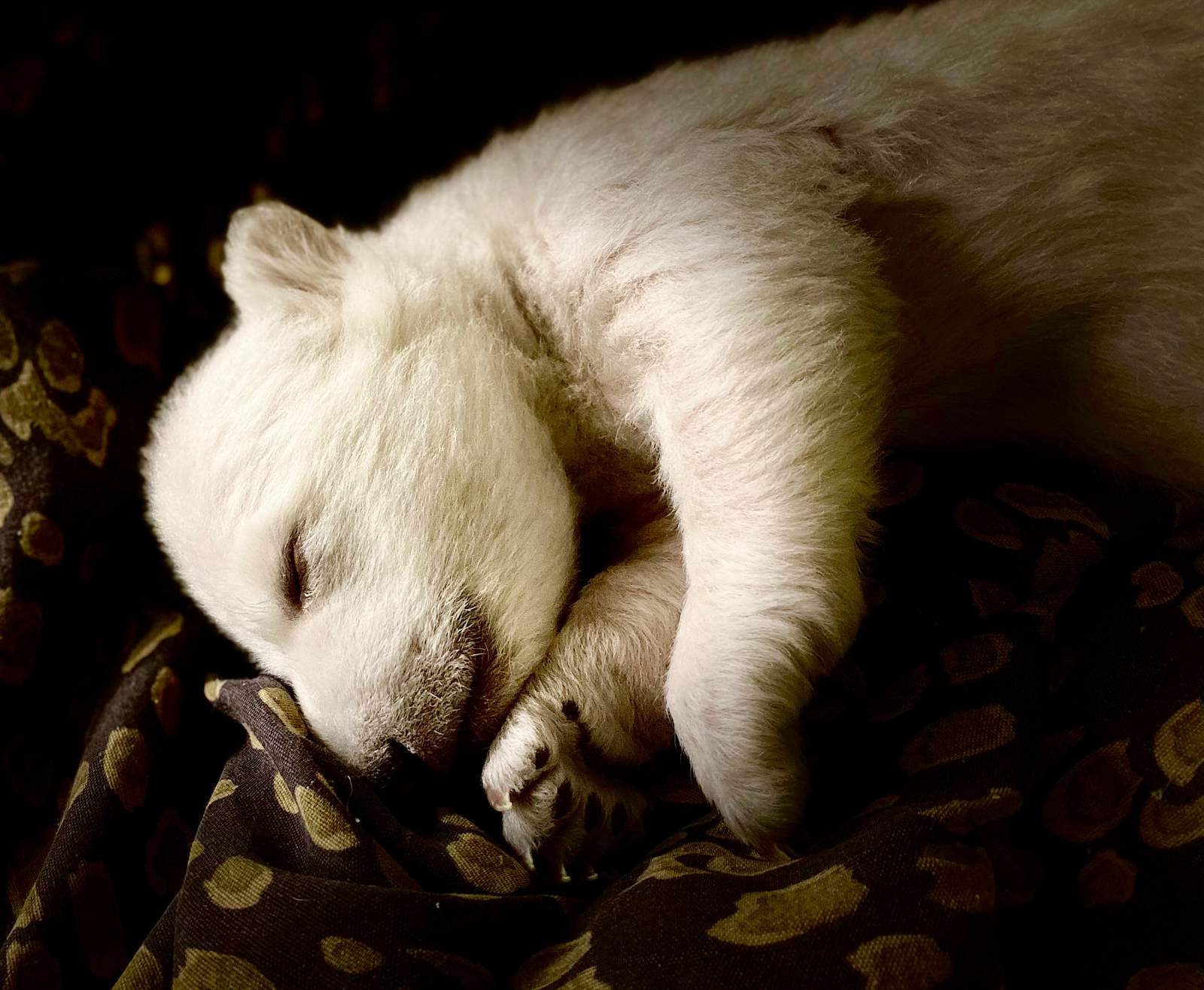 Nightside Report Jan. 28, 2021: 2 polar bear cubs born, raised at Detroit Zoo for first time in years, Mott Hospital doctors weigh in on safety of returning to in-person learning