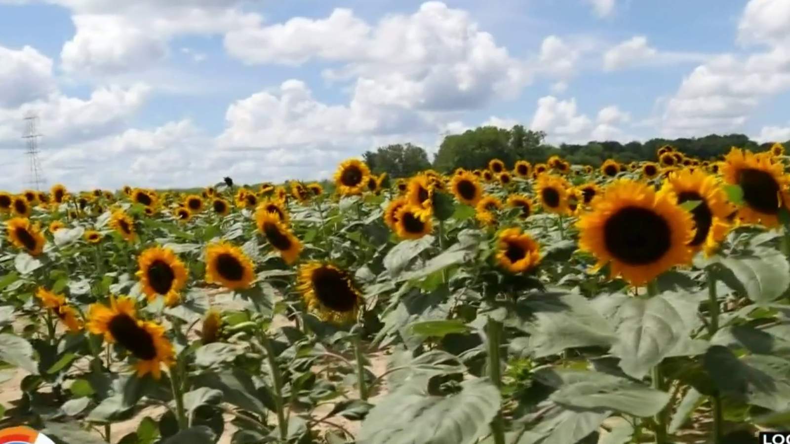 Get some flower power at this sunflower festival in the D