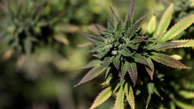 Marijuana products recalled in Michigan after testing positive for chemicals, including arsenic