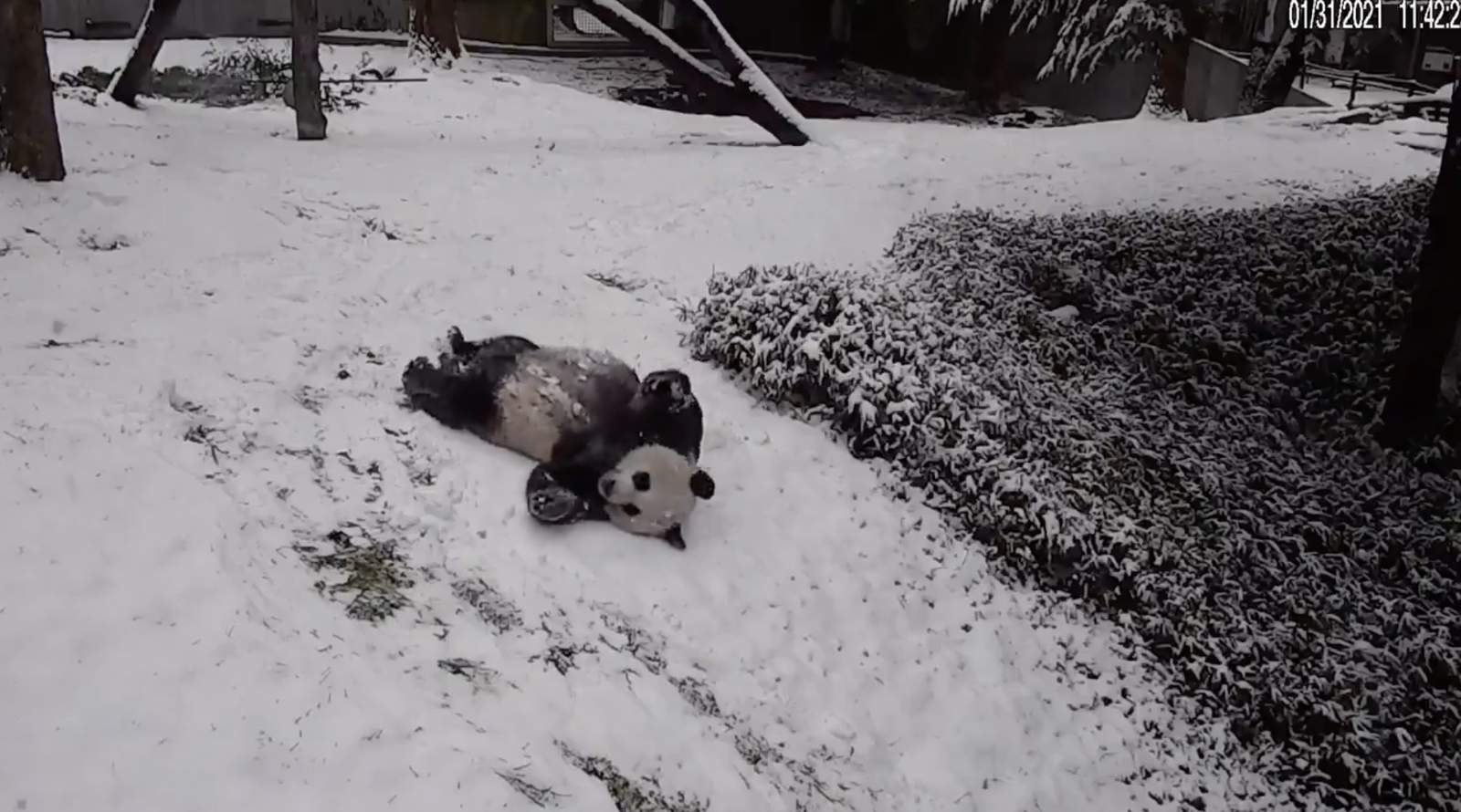 Video of pandas enjoying snow at National Zoo is what you need right now