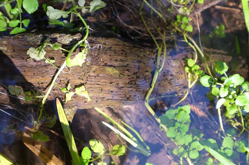 New Zealand mudsnails are visible on this woody debris near the mouth of Shanty Creek. Photo courtesy of Emily Burke, Grass River Natural Area, Inc.