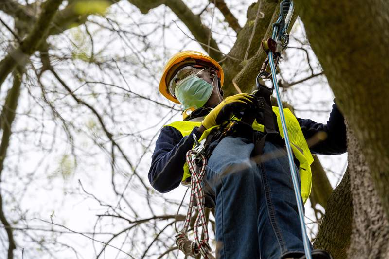 DTE Energy launches Tree Trim Academy to create 200 jobs in Detroit by 2024