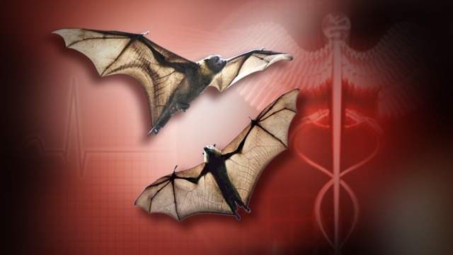 Genesee County bat tests positive for rabies