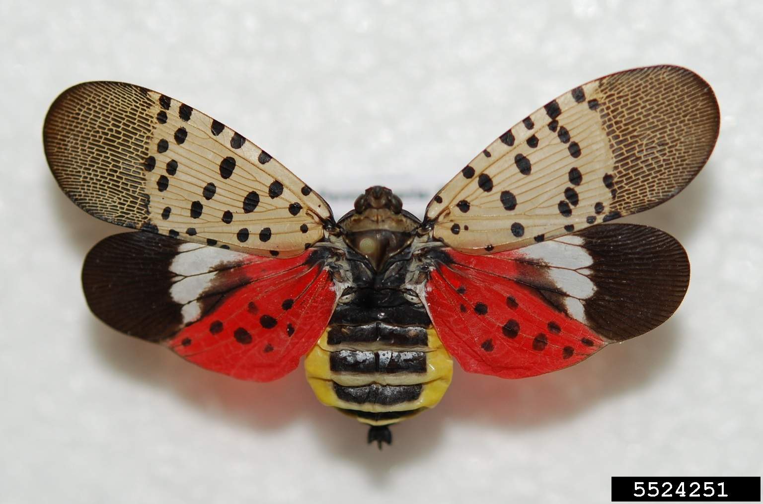 Bodies of invasive spotted lanternfly found in Michigan