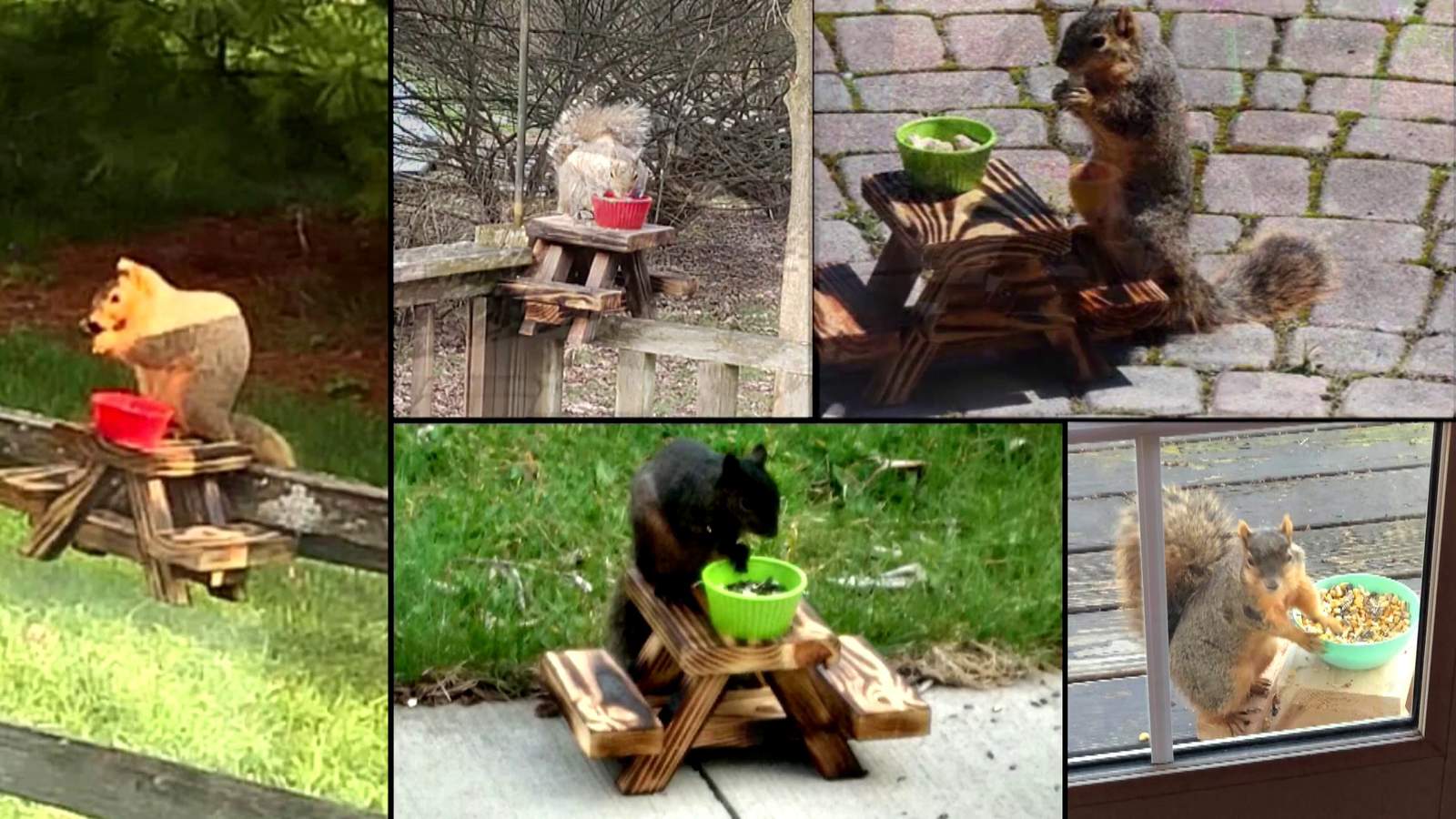 The Squirrel Project: Local family’s ‘nutty’ idea to help essential workers