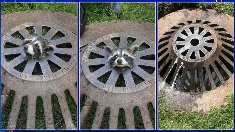 Harrison Township Fire Department frees raccoon from sewer grate
