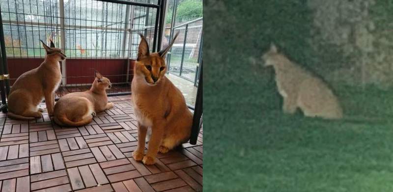 ‘Unregulated’ African caracal cats have escaped from same Royal Oak owner ‘at least 3 times’
