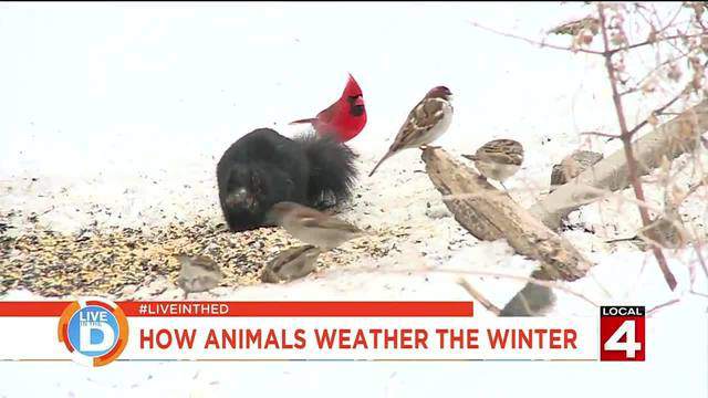 How Animals Weather The Winter