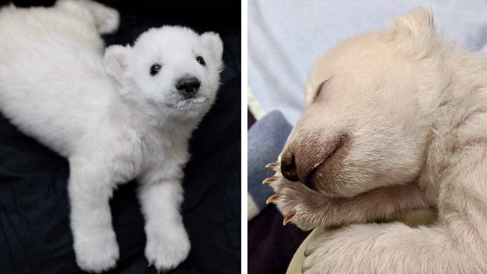 2 polar bear cubs born, raised at Detroit Zoo for first time in years