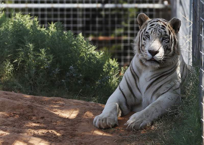 Feds seize 68 big cats from 'Tiger King Park' in Oklahoma