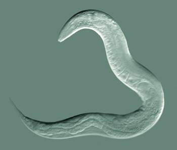 University of Michigan study finds earless worms can ‘listen’ through skin