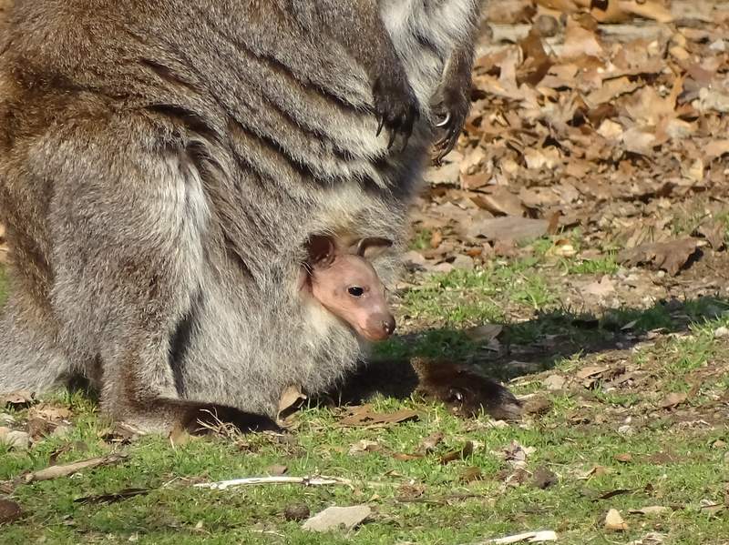 Wallaby joey first born at Detroit Zoo since 2010 makes debut