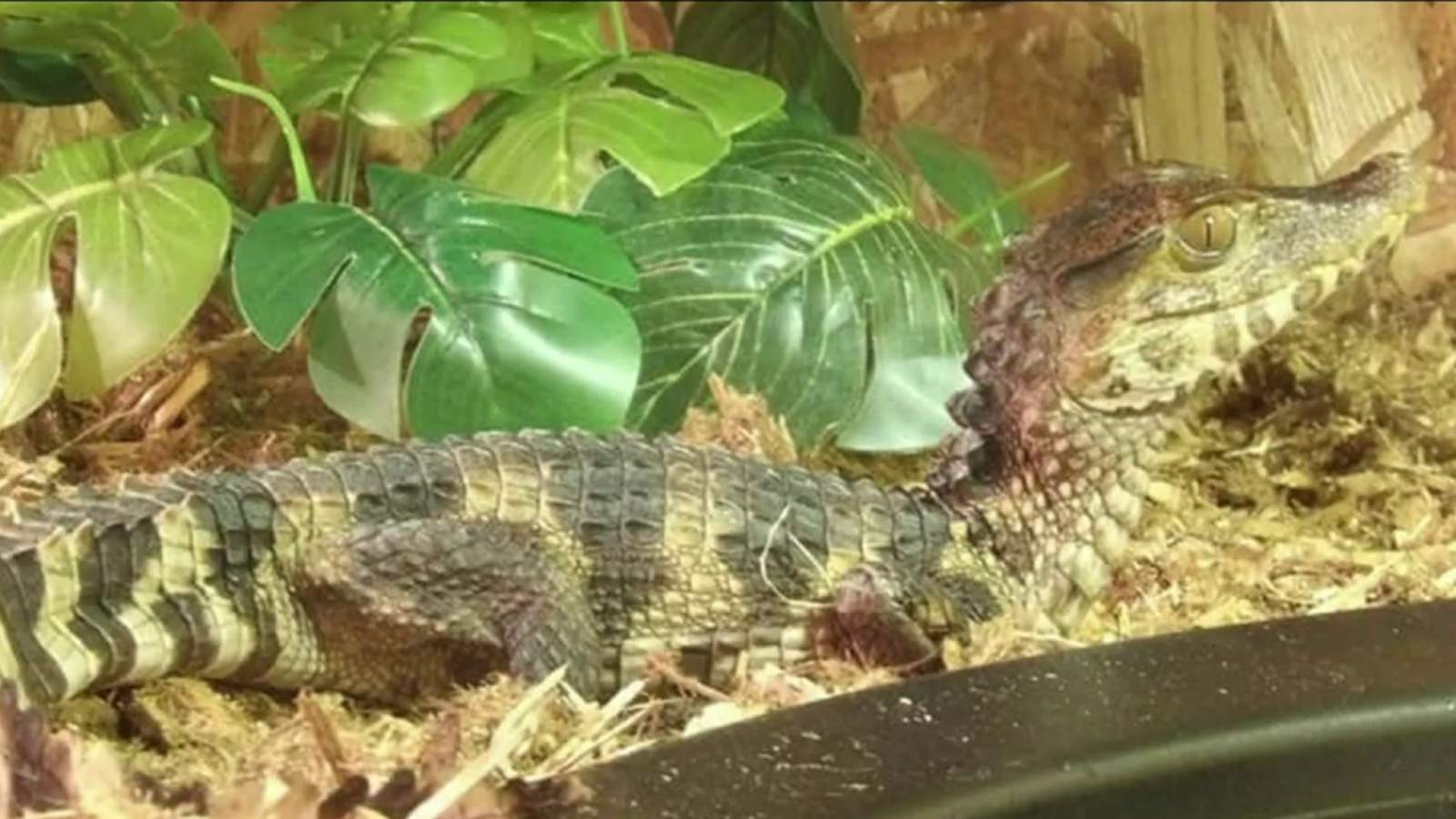 Small alligator on the loose in Clinton Township, police say