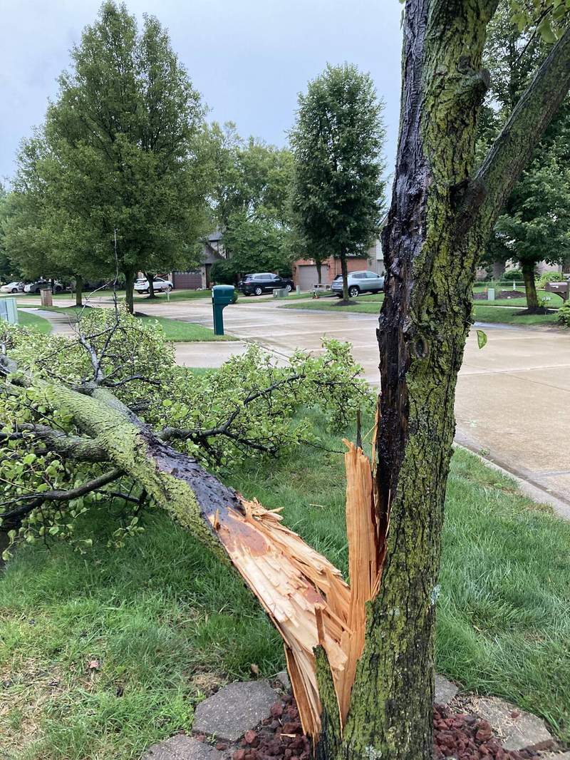 Photos: Storms thrash trees, knock out power in SE Michigan