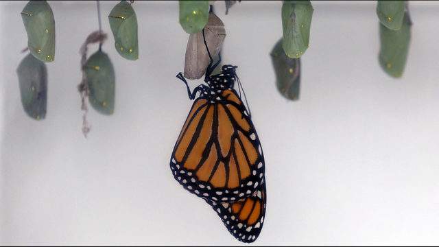 LIVE Chrysalis Cam: Getting ready to release our monarch butterfly