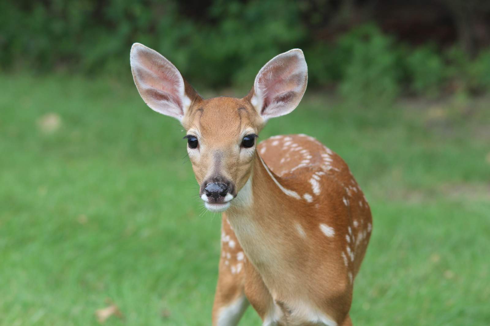 ‘Deer Doctor’ to visit Ann Arbor virtually in April