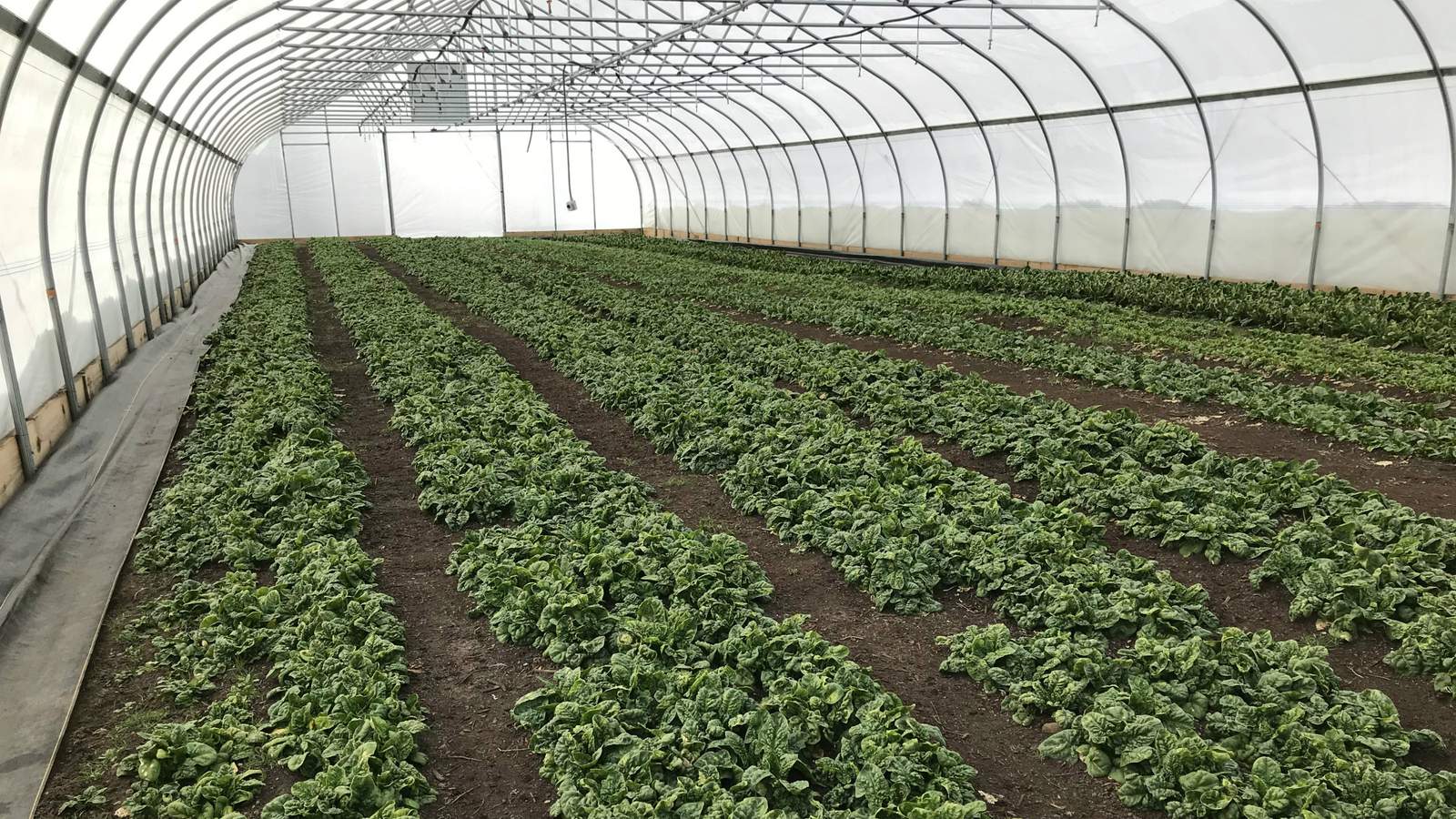 U-M Campus Farm hiring for two positions in Ann Arbor