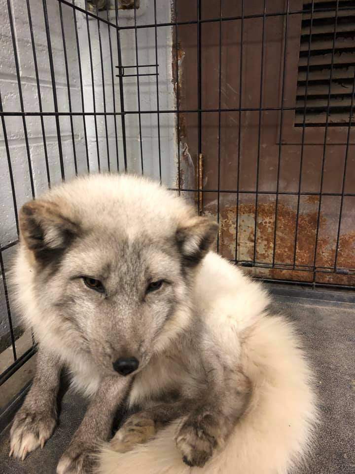 Arctic fox spotted in South Lyon taken to Howell Nature Center for checkup
