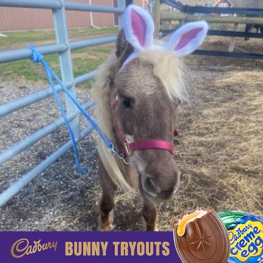 Michigan’s version of Lil Sebastian, Blondi, named finalist for Cadbury Bunny tryouts