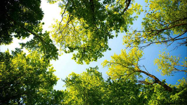 How to identify the most common trees in Michigan
