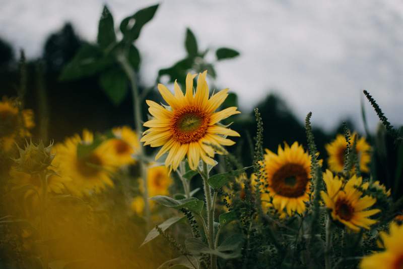 Looking for a perfect day trip just off the beaten path? All the reasons to consider a sunflower farm
