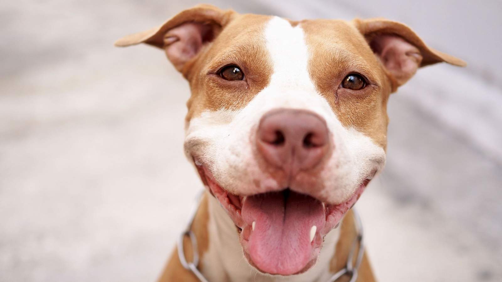 Celebrate ‘St. Pitty’s Day’ by taking home your forever friend
