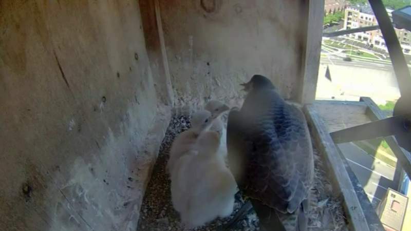 Meet the family of falcons residing at Detroit Zoo