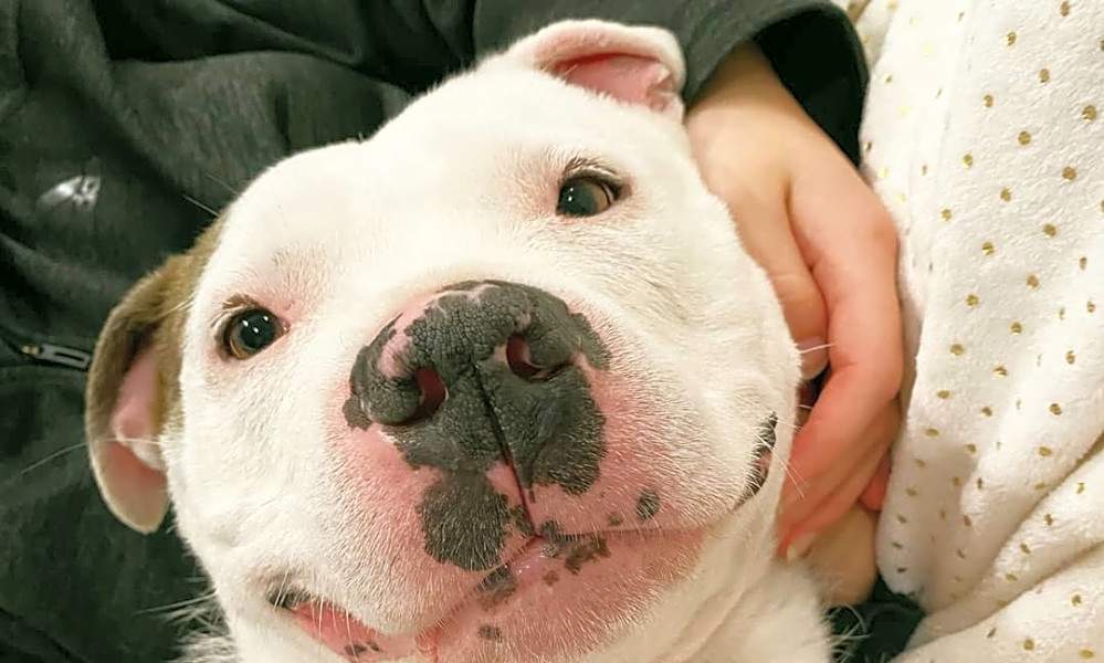 4 lovable pups to adopt now in Detroit