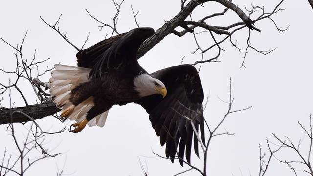 Study looks at decades of bald eagle deaths in Michigan