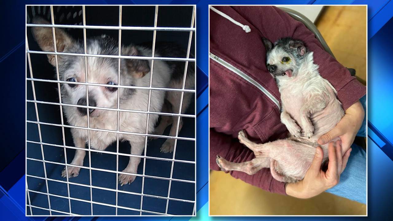 $500 reward offered for information in abused dog, killed kittens in Dearborn