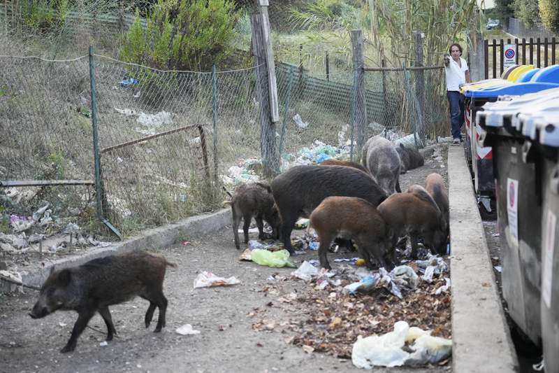 Basta! Romans say enough to invasion of wild boars in city