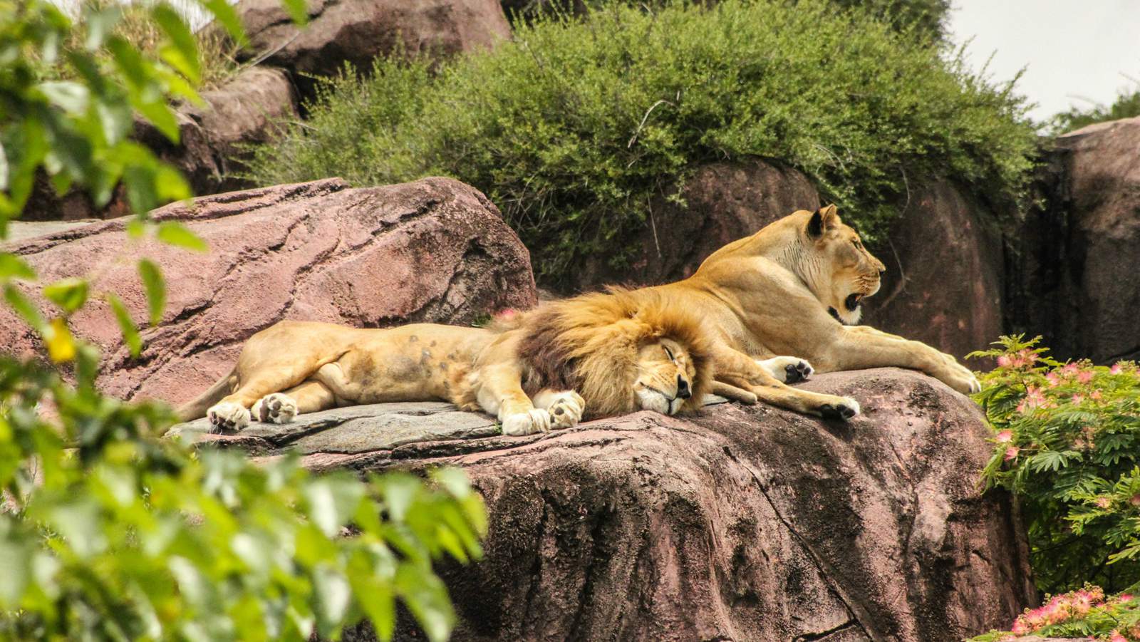 Detroit Zoo to reopen June 8 for members, with new procedures in place